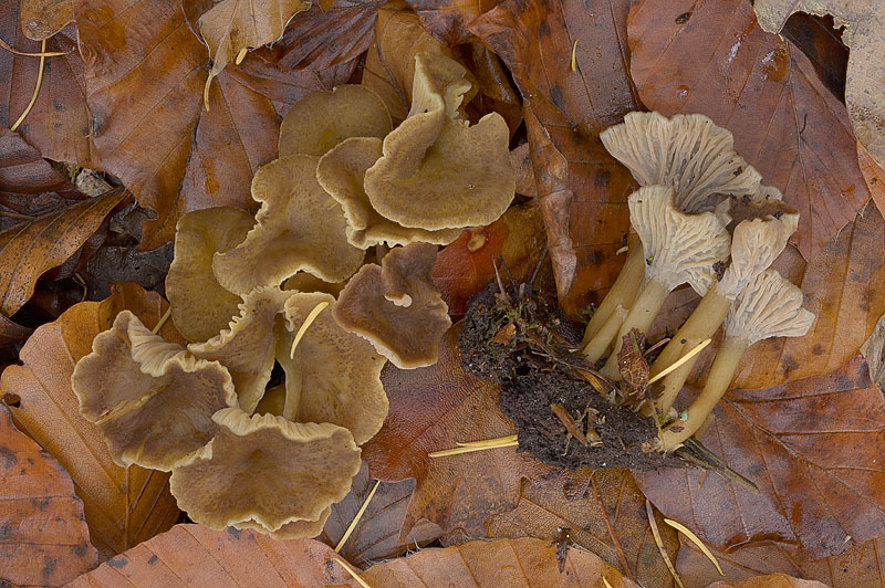 Cantharellus tubaeformis